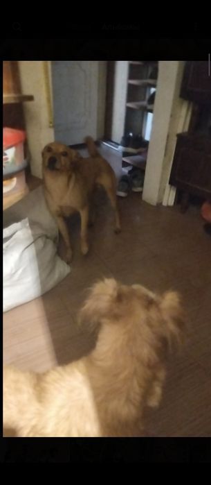 Передержка животных собак кошек грызунов птиц рептилий насекомых и тд