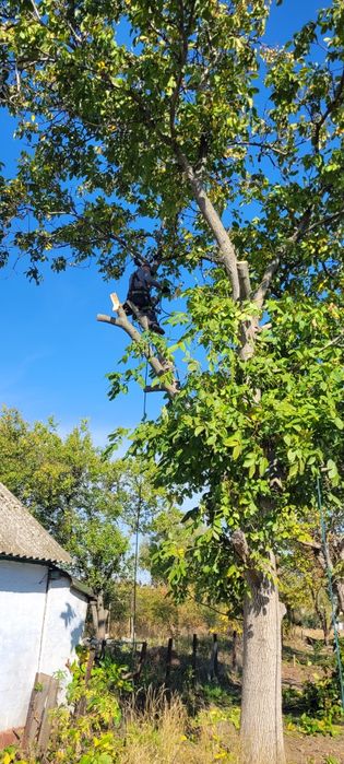 Спил деревьев, планировка участка , уборка участка под ключ