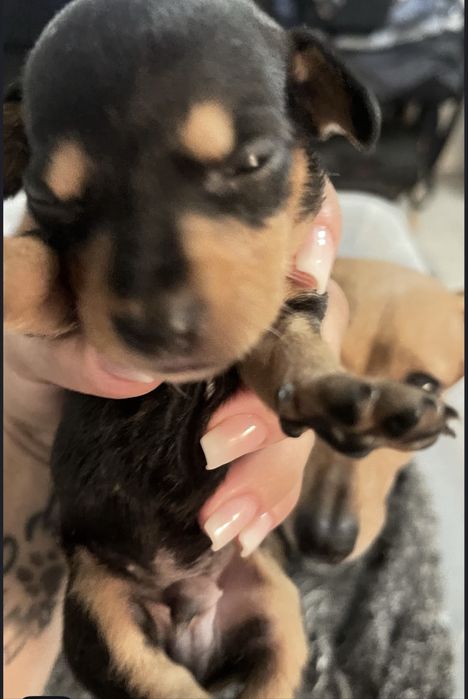 BLACK FRIDAY: 100€ off Teckel   Salsicha arlequim