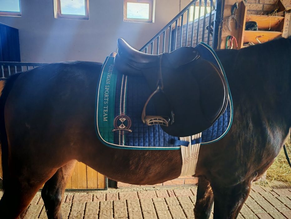 Siodło VSD Cavaletti