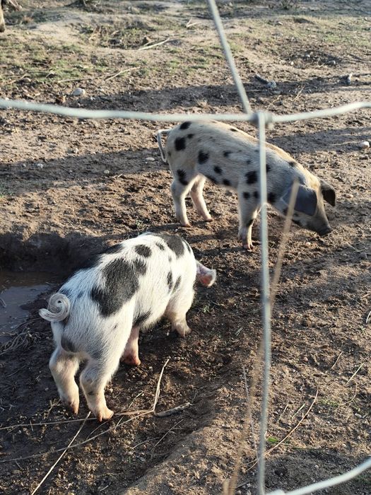 Leitões malhados de Alcobaça x mangalitsa