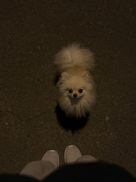 Померанський шпіц на вʼязку