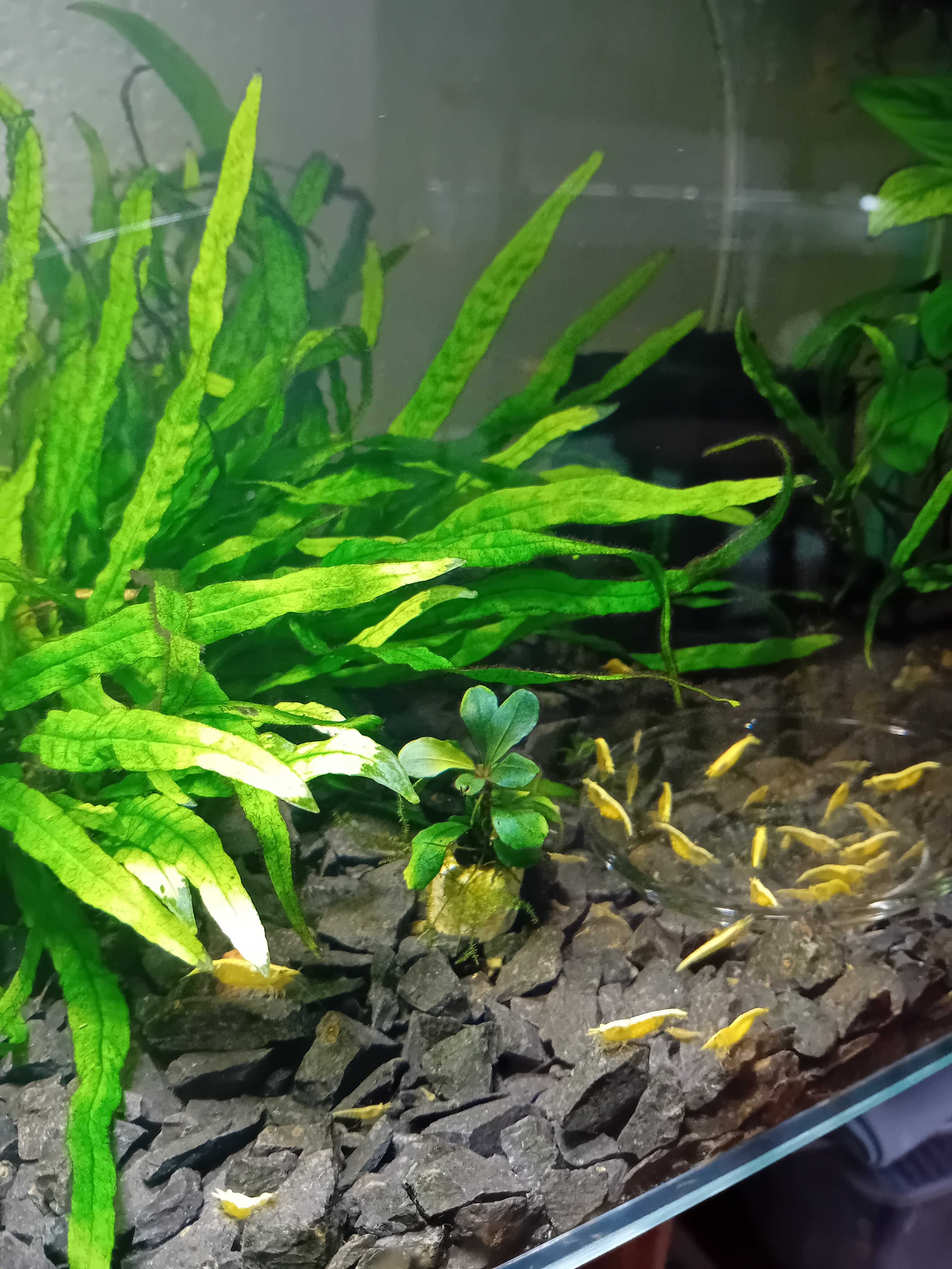 Krewetka Neocaridina heteropoda "Yellow Neon "