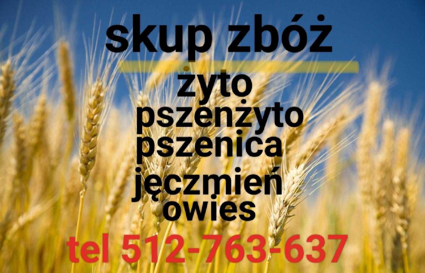 Pszenica, pszenżyto, żyto, owies