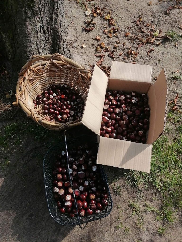 Kasztany ozdobne tegoroczne niejadalne do dekoracji