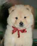 Samiec chow chow szczeniak