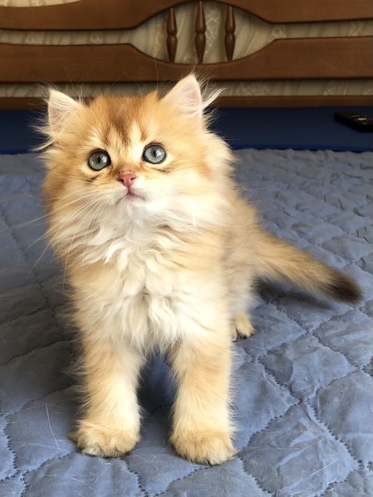 Шоколадна золота шиншила, хлопчик/кошенята/котята. Купити в Київі в Ук