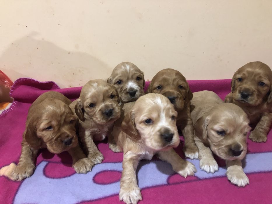 Англійський кокер-спаніель,дівчатка та хлопчики,які дарують радість