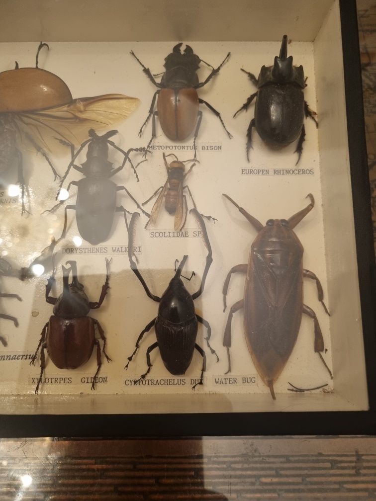Gablotka entomologistyczna/Żuki , Scorpiony