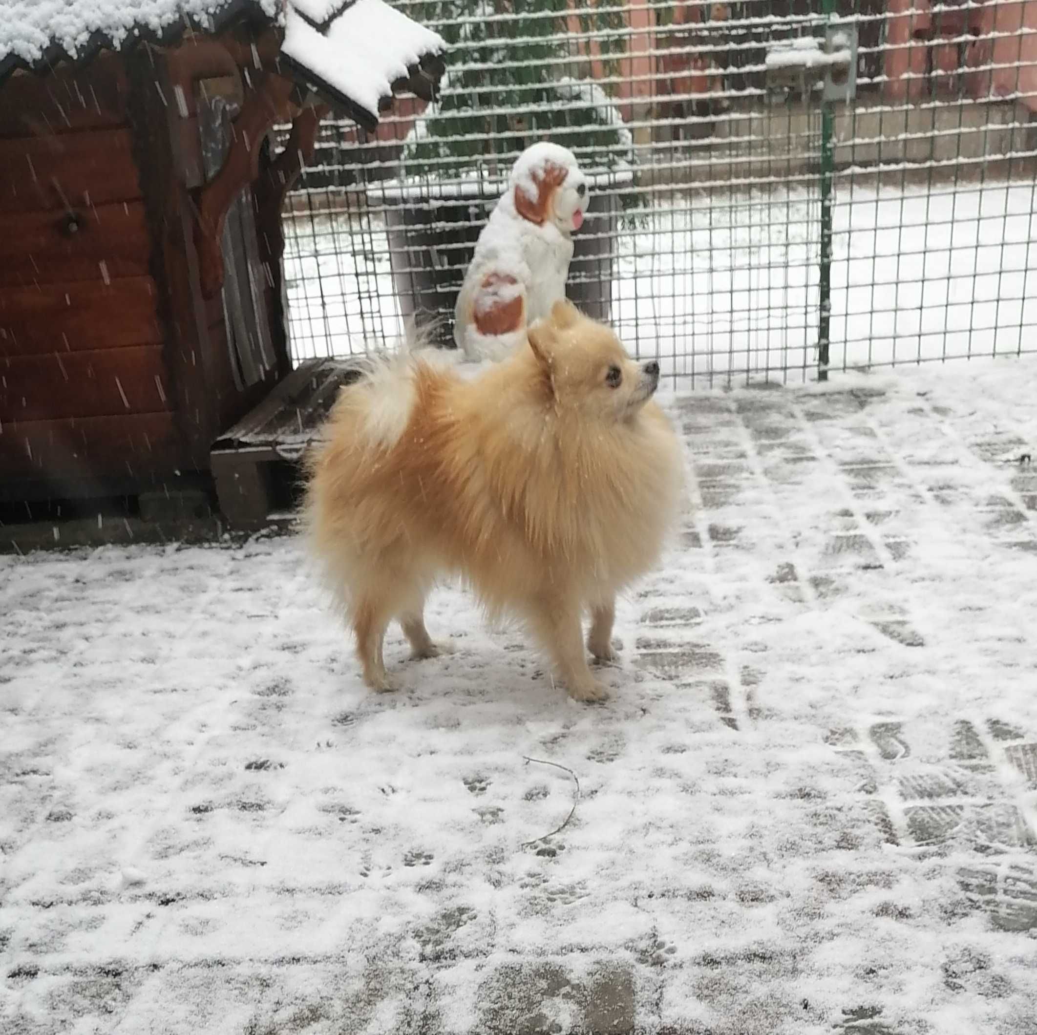 Szpic miniaturowy pomeranian piesek do rezerwacji