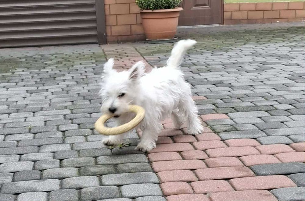 Szczeniaczek -suczka - West Highland White Terrier FCI