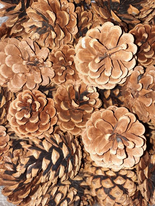 Szyszki sosny czarnej