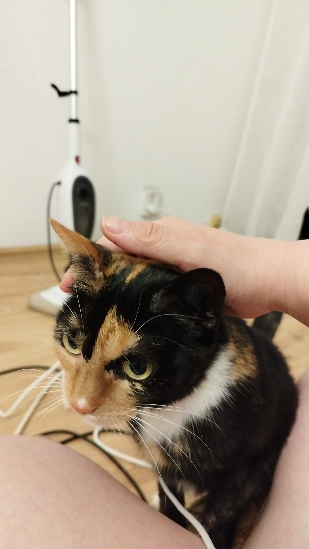 Kotka 5 letnia, Tina, Trikolorka do adopcji