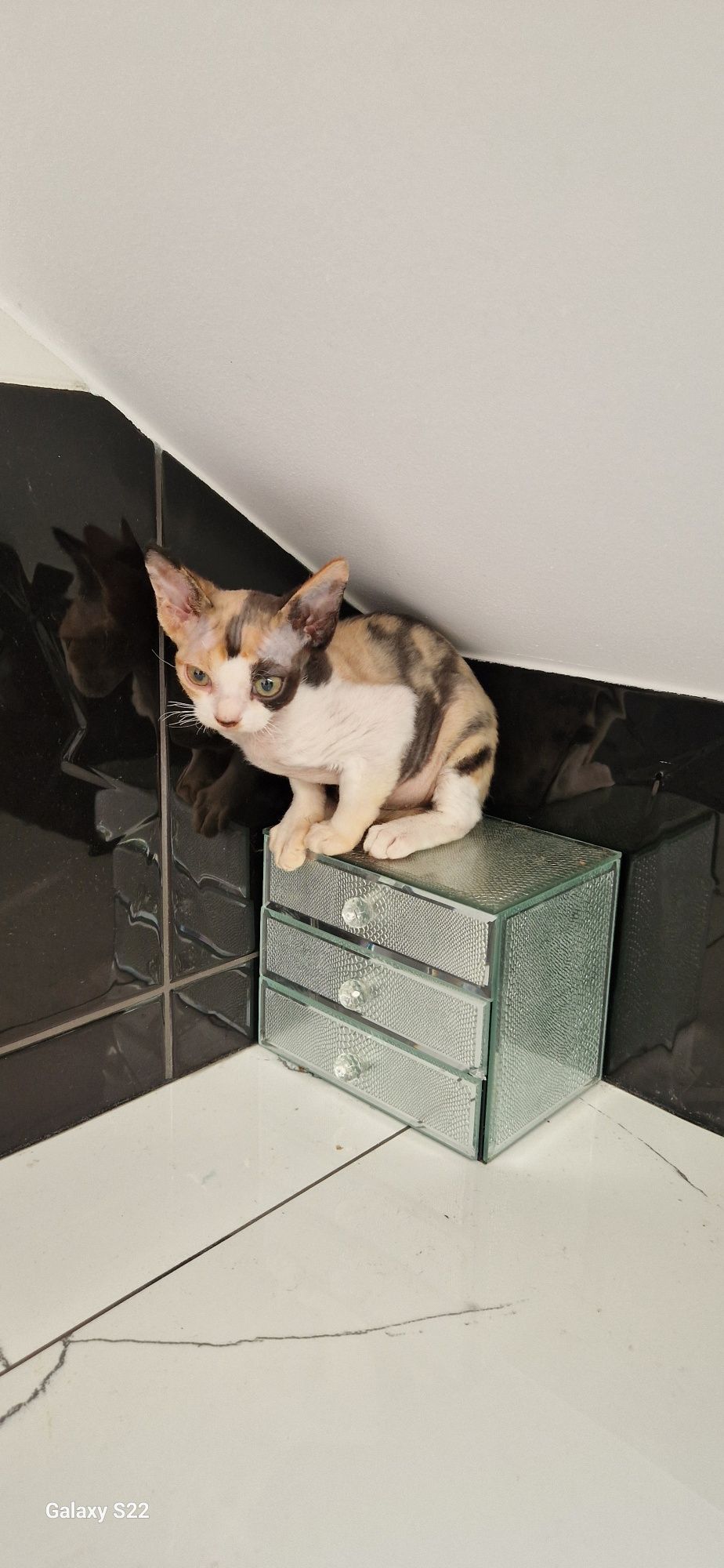 Devon Rex kotka Gracja