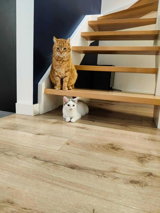 Młodziutka kotka o wielkim sercu szuka stałego domu