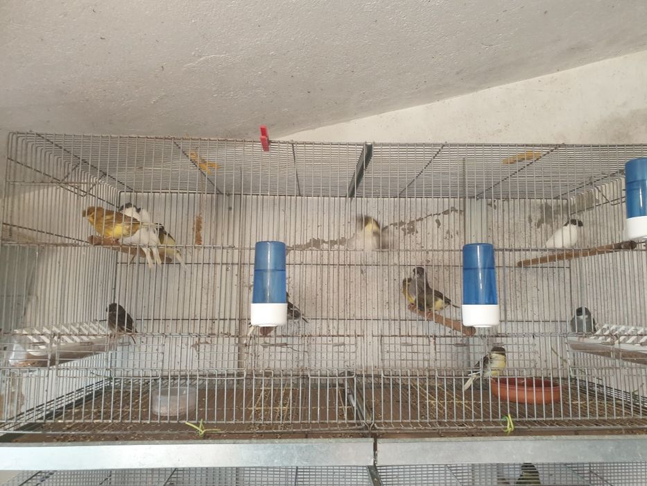 Canarios Glosters