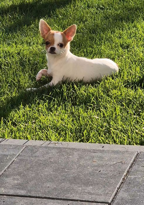 Śliczna suczka malutka drobniutka