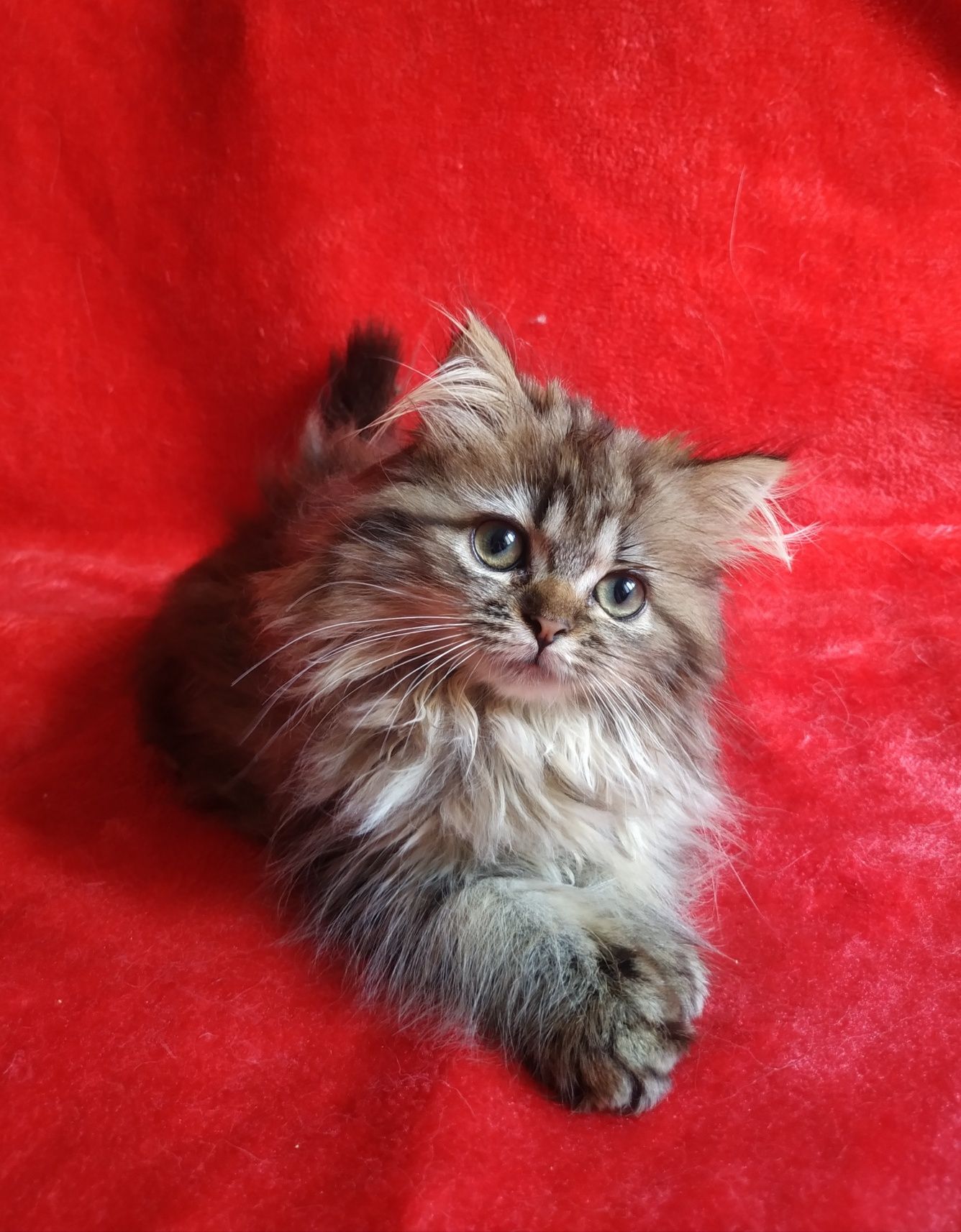 Котенок девочка 3 месяца