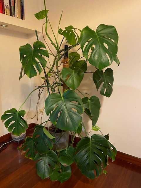 Monstera, Yuka - duże piękne zielone