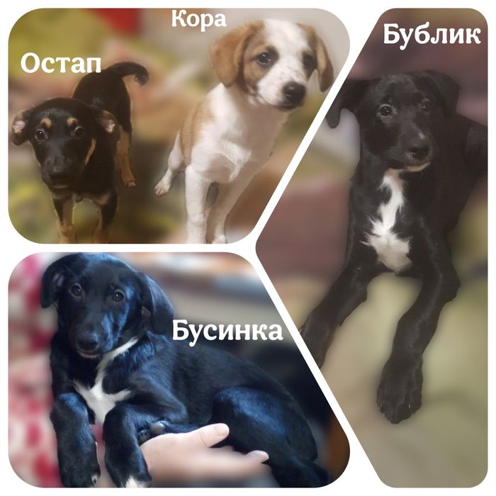 Отдам щенков в добрые, надёжные руки