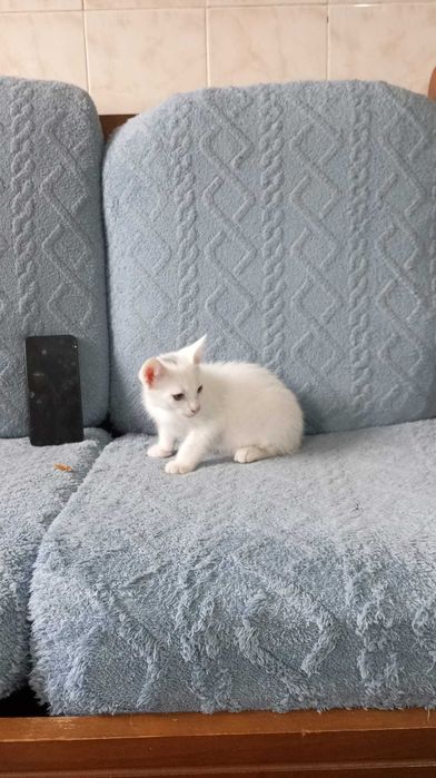 Gatinhos para adoção