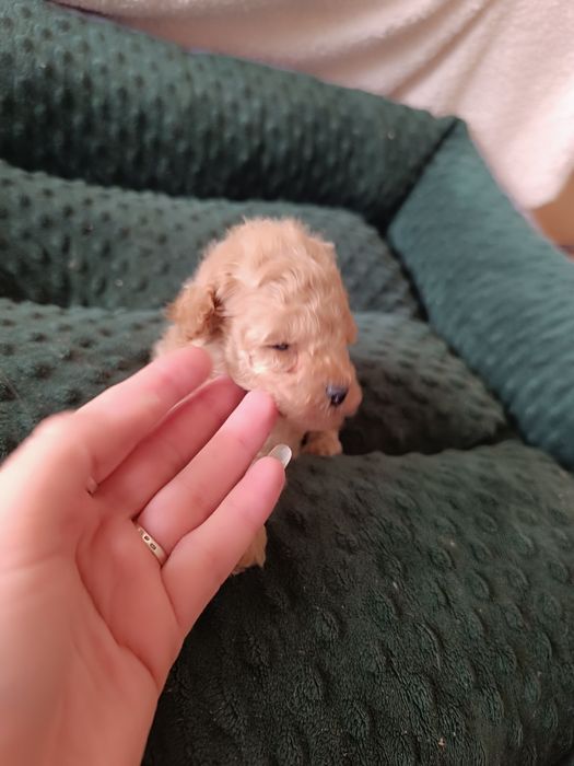 Chłopiec, pudel toy, FCI