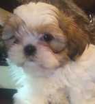 Shih tzu piesek do odbioru