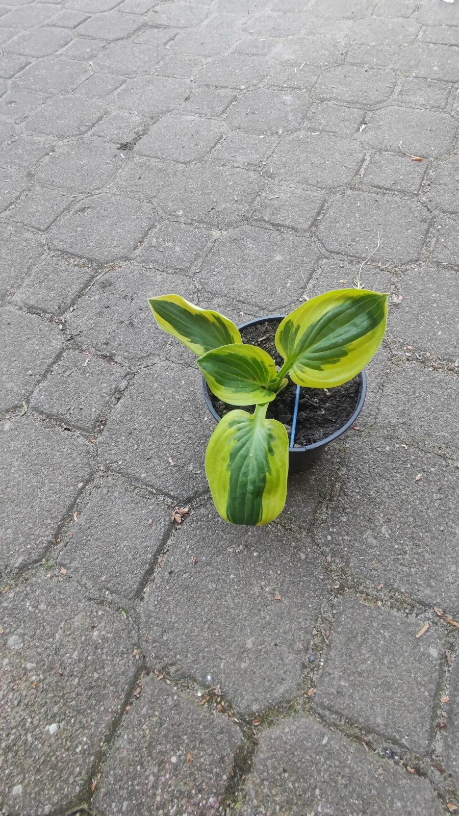 Funkja , hosta mix