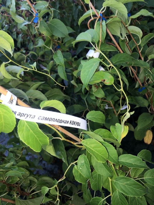 Актинидия 3 річна. Червоні та зелені плоди)