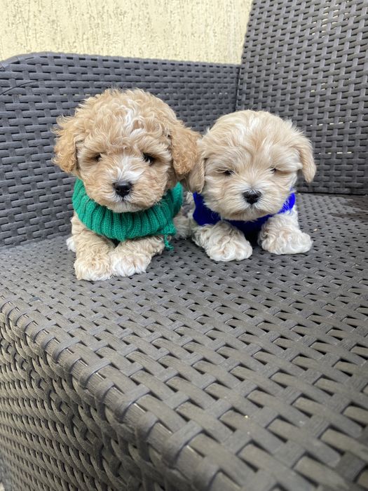 Карамельні міні мальтипу