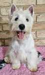 suczka West Highland  White Terrier z metryką ZKWP