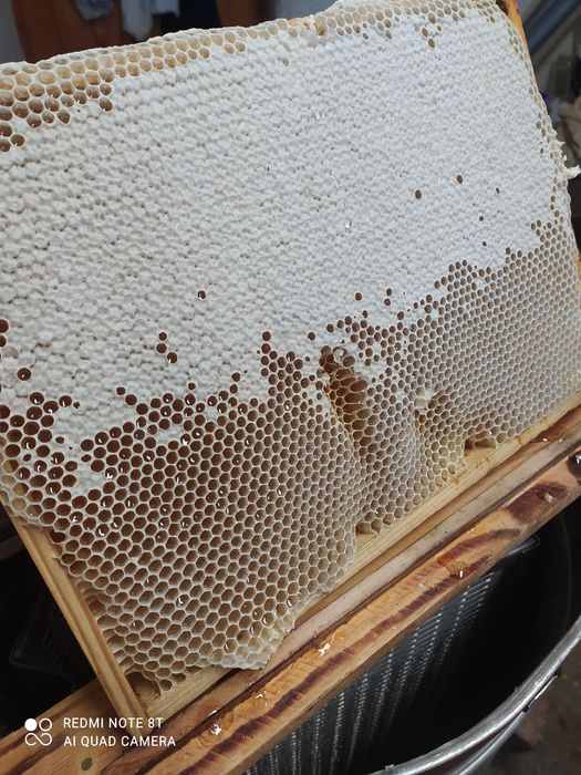 Miód z własnej pasieki 40zł