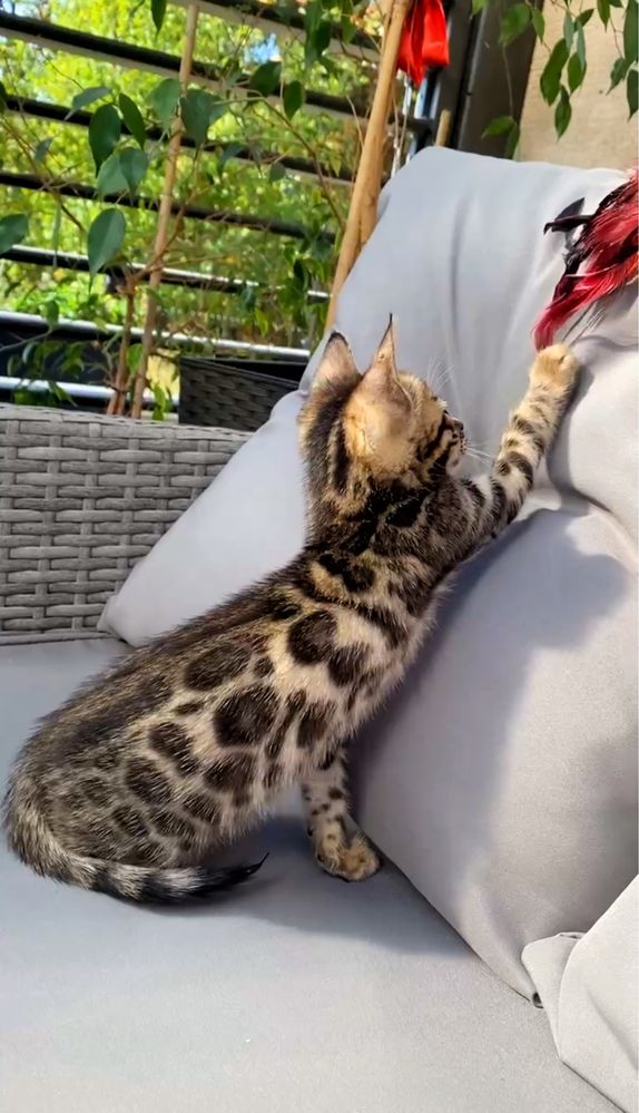 Kotek bengalski Zews