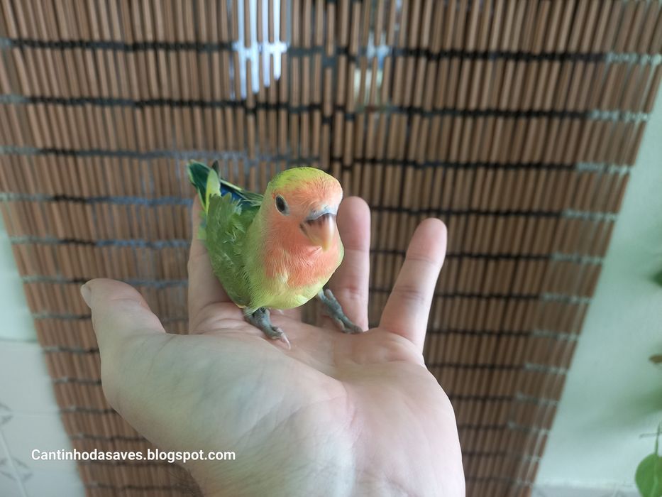 Roseicollis criados à mão