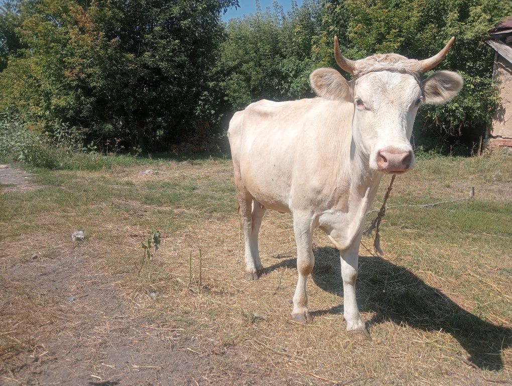 Продам корову вторым отёлам, гарна корова