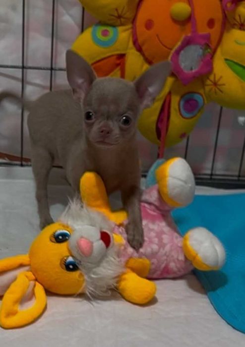 Весела, грайлива чихуахуа-Лілова.