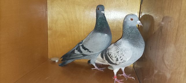 Продаж,пара почтових голубей