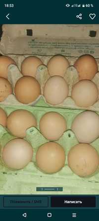 Прода яйця куріние