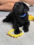 Labrador Retriver - miot A- Amon