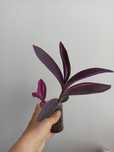 Trzykrotna pink stripes