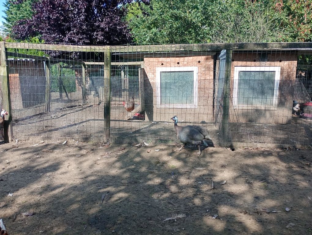 Perliki i brojlery mięsne