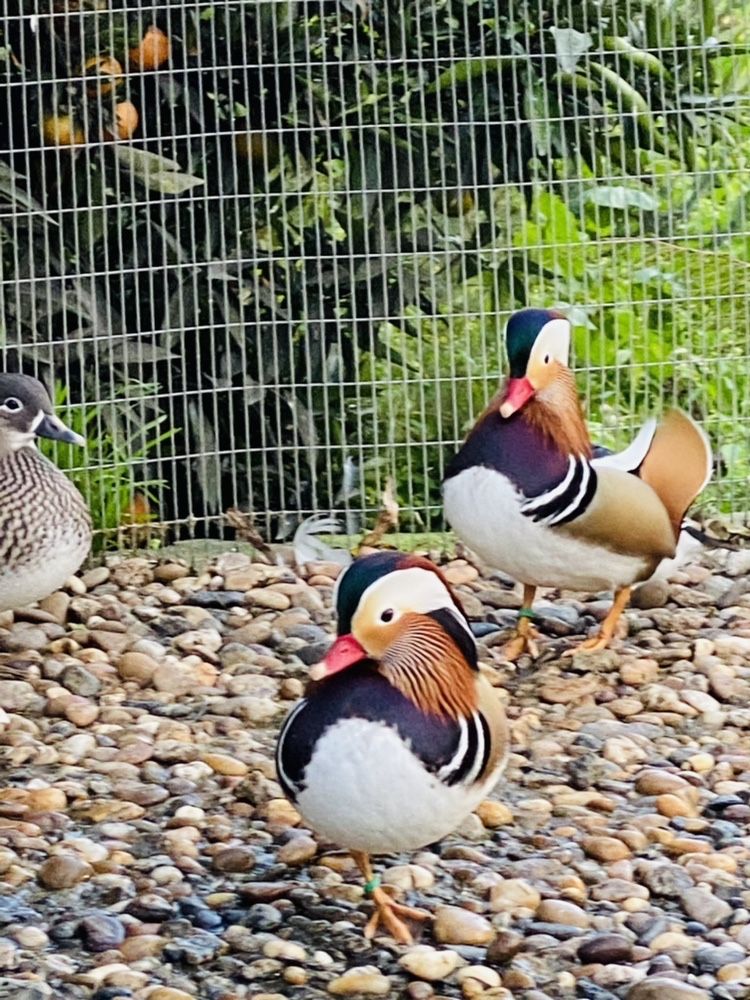 Patos ornamentais de varias raças.