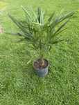 Trachycarpus fortunei szorstkowiec fortuniego mrozoodporna palma