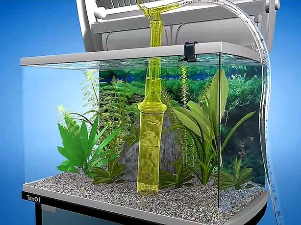Aquarium maintenance / Manutenção de aquários