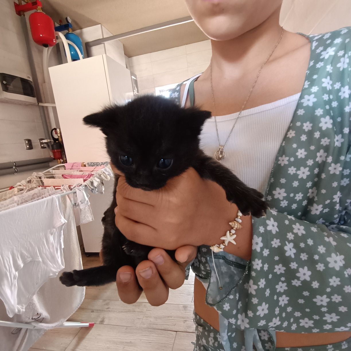 Kotek do oddania za darmo