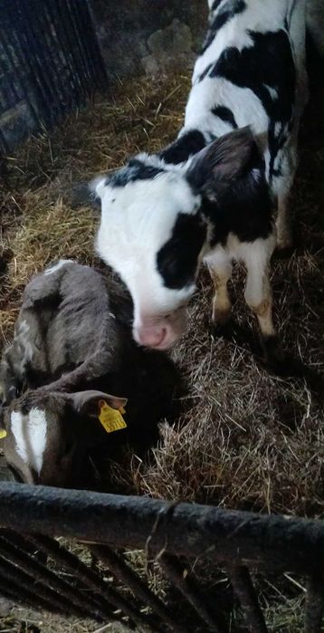 Sprzedam cielaka byczka