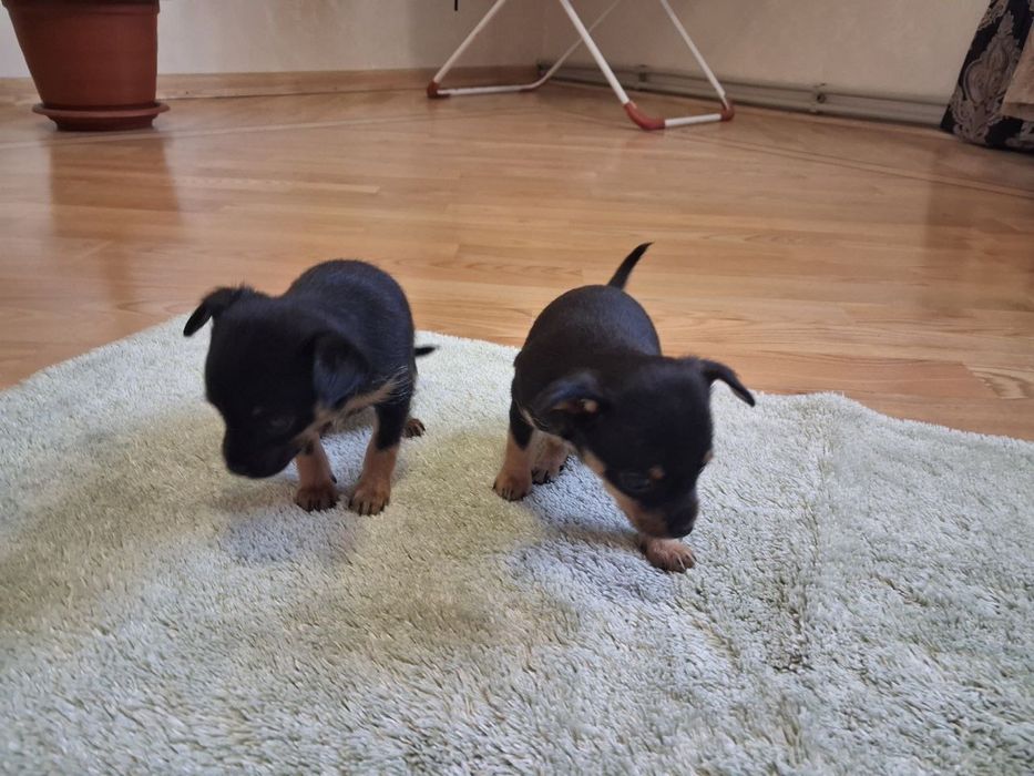 Цуценята Той терʼєр чистокровні