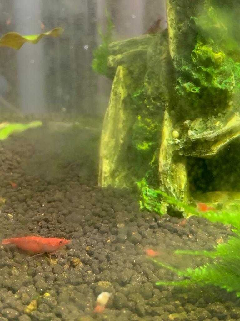 Camarões Neocaridina Red Fire