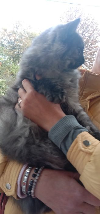 Кошечка Поли бесплатно. Кошка. Котята даром. Котенок