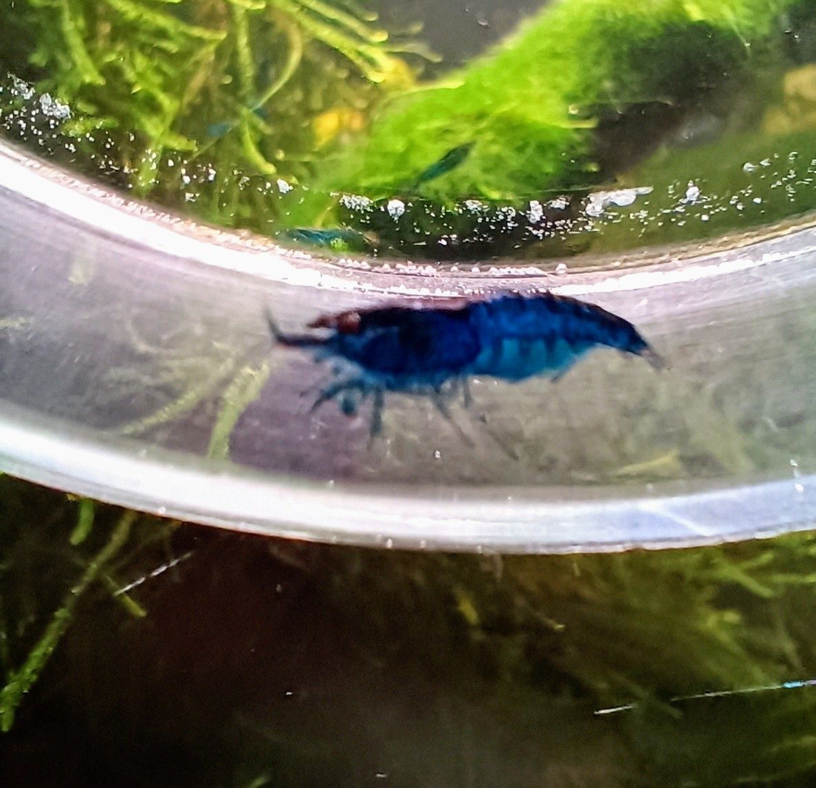 Krewetki blue velvet